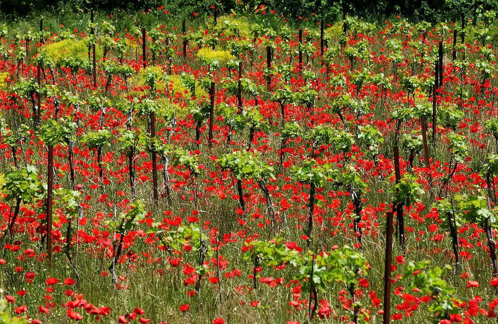 Une Campagne En Provence Bras エクステリア 写真